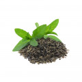 Black Tea