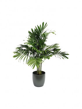 Palms plant