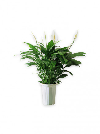 Palms plant