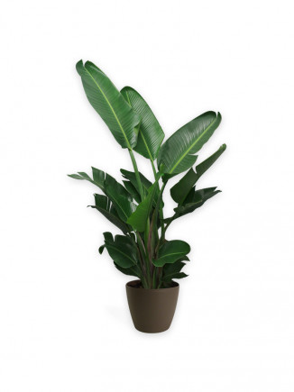 Peace Lily