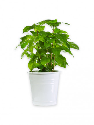 Rubber Plants